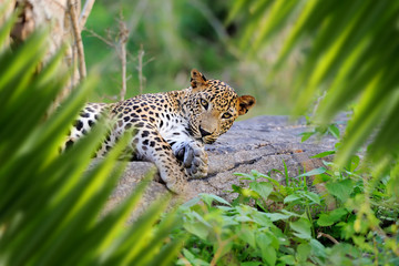 Wall Mural - Leopard portrait in jungle