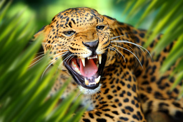 Wall Mural - Leopard portrait in jungle