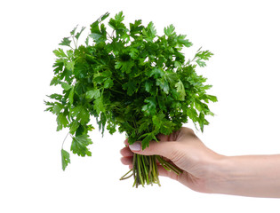 Wall Mural - Bunch of fresh green parsley in hand on white background isolation