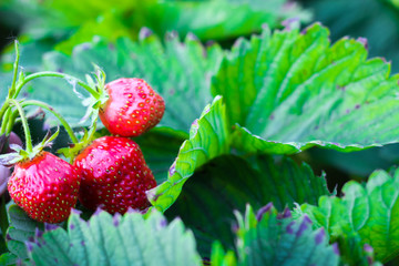 Wall Mural - three strawberries are growing on the background of foliage. red ripe berries