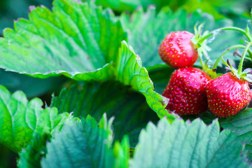 Wall Mural - three strawberries are growing on the background of foliage. red ripe berries