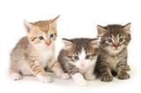 Fototapeta Pokój dzieciecy - Three baby kittens.