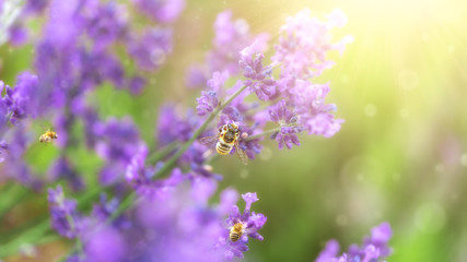 Wall Mural - Beautiful lavender flower on summer green field with flying bee in nature. Macro on soft sun light summer background. Concept of gentle spring, wide panoramic banner, copy space