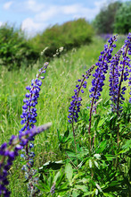  Field With Flowers Lupins. Field With Purple Lupins. Floral Background. Background On The Desktop Of A Mobile Phone Or Computer