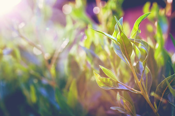 Wall Mural - Beautiful colorful vivid foliage glowing in sunlight. Environmental greenery concept in sunset light with copy space.