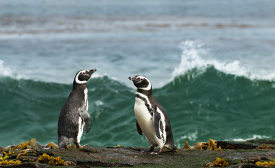 Wall Mural - magellanic penguins standing on a shore and watching stormy ocean