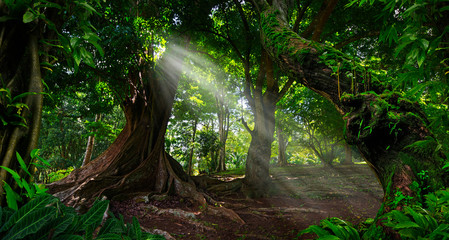 Southeast Asian rainforest with deep jungle