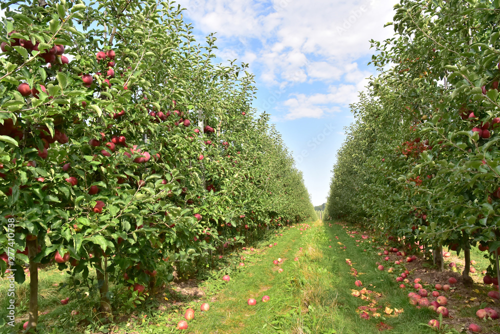 apple trees on a plantation - fruit growing and harvesting - obrazy, fototapety, plakaty 