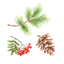 Set Of Watercolor Drawings Branch Of Pine, Pine Cone And Rowan Bush