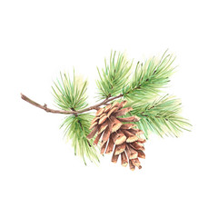 pine branch with cone, drawing watercolor