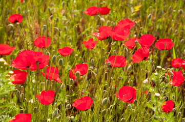 Field of poppies