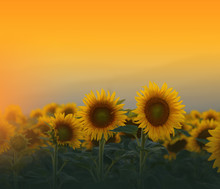 Sunflower Field At Sunset.Landscape From A Sunflower Farm.Agricultural Landscape.Sunflowers Field Landscape.Orange Nature Background.Field Of Blooming Sunflowers On A Background Sunset.Copy Space.