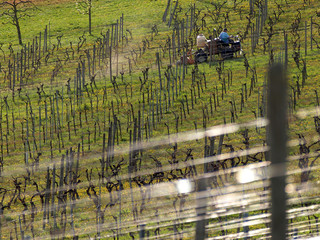 Canvas Print - Winanbau und Weinberg im Herbst