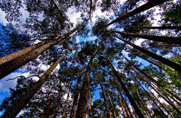 dense forest on a bright Sunny day