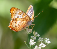 Buckeye Butterfly On White Flowers