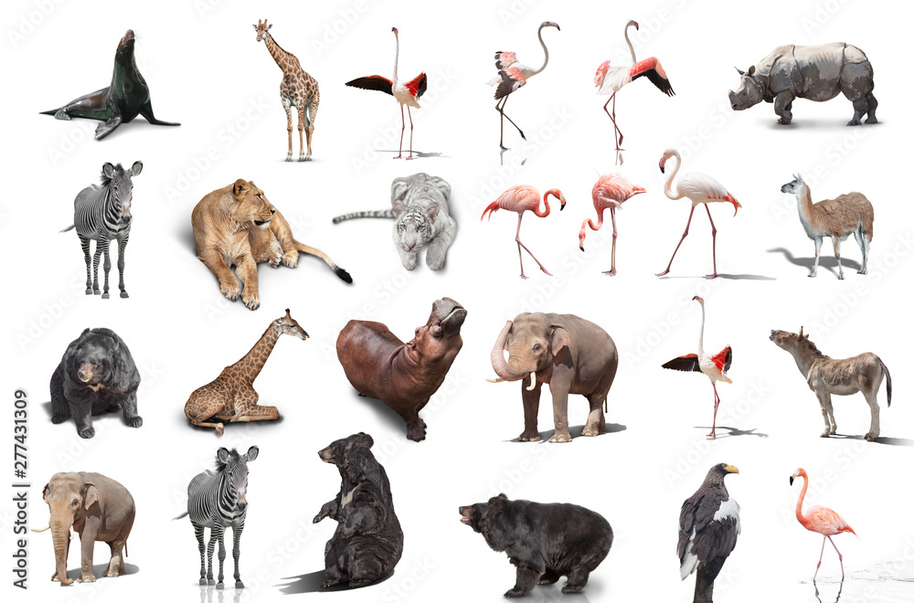 big set of wild animals isolated on white background Stock Photo ...