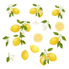 Yellow citrus fruit. Lemon, leaves and flowers. Tropical clip art illustration