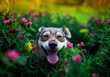 canvas print picture - cute pet brown puppy walks on a bright summer green sunny meadow around pink flowers clover and stuck out his tongue from pleasure and closed his eyes