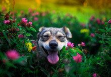 Cute Pet Brown Puppy Walks On A Bright Summer Green Sunny Meadow Around Pink Flowers Clover And Stuck Out His Tongue From Pleasure And Closed His Eyes