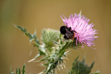 Close-up Of Blooming Wildflowers And Bumblebee At Sunset, Soft Focus
