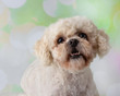 Cute little bichon frise shih tzu mix young adult dog in the studio on a colourful background