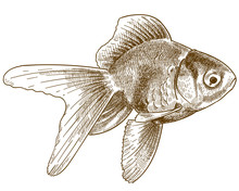 Engraving Illustration Of Goldfish