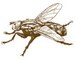 engraving illustration of fly insect