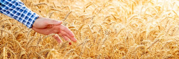 Wall Mural - Hands Of Farmer Touching Ripe Golden Wheat At Sunset - Harvest Time Concept