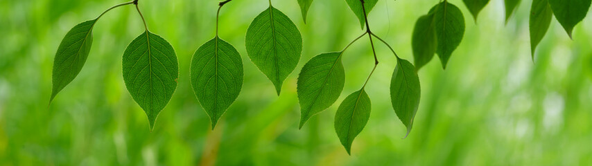 Wall Mural - green leaf, a leafy shade, panorama view of green leaf on green bokeh background