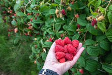 Woman’s Hand Holding A Bunch Of Harvested Red Raspberries On A Rural Farm, Rainy Day, Pacific Northwest, USA
