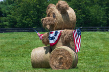 Patriotic Haystack Looks Like A Teddy Bear