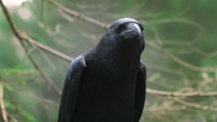 black raven with large beak looking out for prey. wild animal in natural habitat
