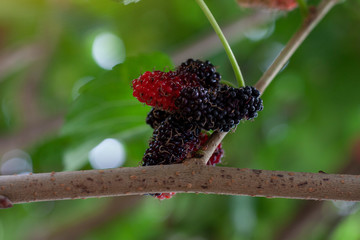 Ripe mulberry fruit on tree with sunlight on blur nature background.