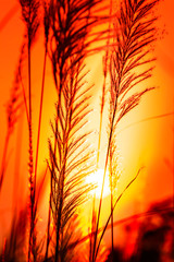 Wall Mural - beautiful scenery silhouette of grass flowers and sunset atmosphere m