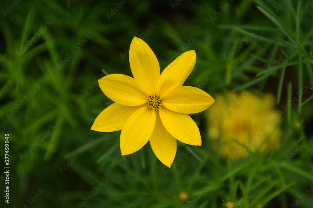 黄色い8枚の端正な花びらが美しいイトバハルシャギク（Coreopsis
