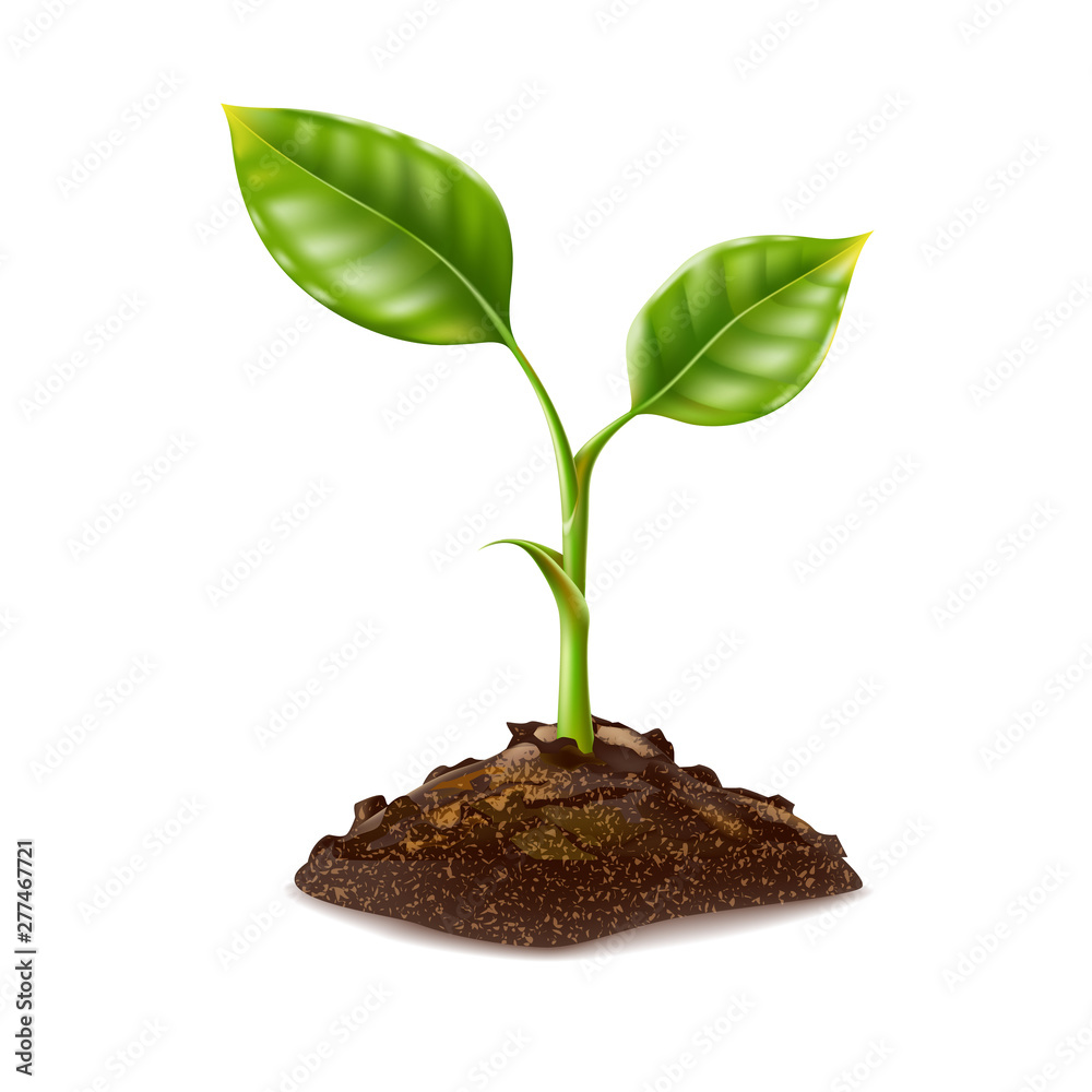 Vector realistic green seedling grows in soil - obrazy, fototapety, plakaty 