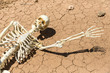 Skeleton parched and dead of thirst on cracked mud in the desert