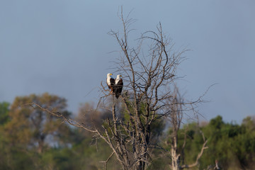 two African fish eagles (haliaeetus vocifer) sitting on tree