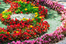 A Flower Bed Of Flowers In The City Park. Red And Pink Begonia And Marigold With Artificial Decorative White Stone, Landscape Design