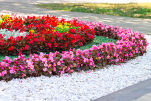 A Flower Bed Of Flowers In The City Park. Red And Pink Begonia And Marigold With Artificial Decorative White Stone, Landscape Design