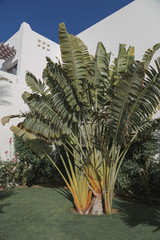 Wall Mural - tropical leaves banana palm tree