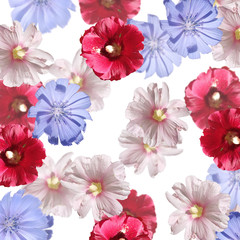 Fotomurales - Beautiful floral background of chicory and mallow. Isolated