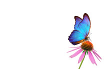 Beautiful Blue Morpho Butterfly On A Flower On A White Background. Copy Spaces. Purple Coneflowers Isolated On White