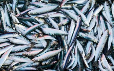 fresh fish in the bazaar of Croatia