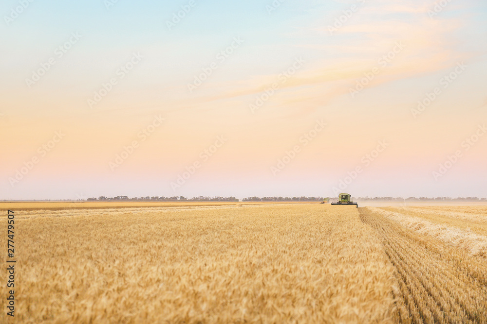 Combine harvester in wheat field