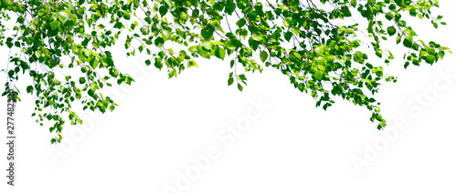 Fotomural Birch twigs with the young lush green leaves hang down isolated on white