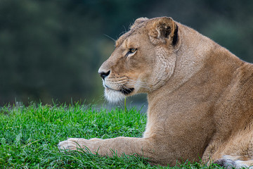 Poster - A close side profile head and shoulders portrait of a lioness relaxing on the grass