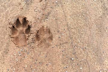 Wall Mural - dog foot print on ground for background