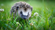 Cute Hedgehog On A Green Grass