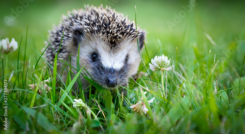 Photographie Cute hedgehog on a green grass